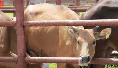 Melihat Permintaan Sapi di Kota Padang - Antara News