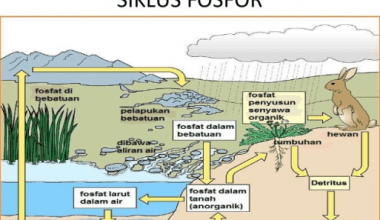 Siklus Fosfor