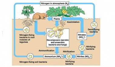 Siklus Nitrogen