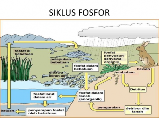 Siklus Fosfor