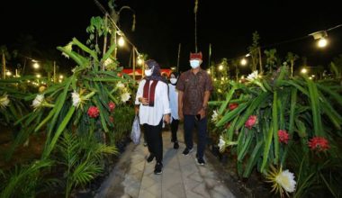 Pemkab Banyuwangi Gandeng Eksportir Kirim Buah Naga ke Luar Negeri