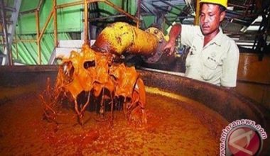 CIPS: Produksi BBN Mempengaruhi Pasokan Minyak Goreng CPO